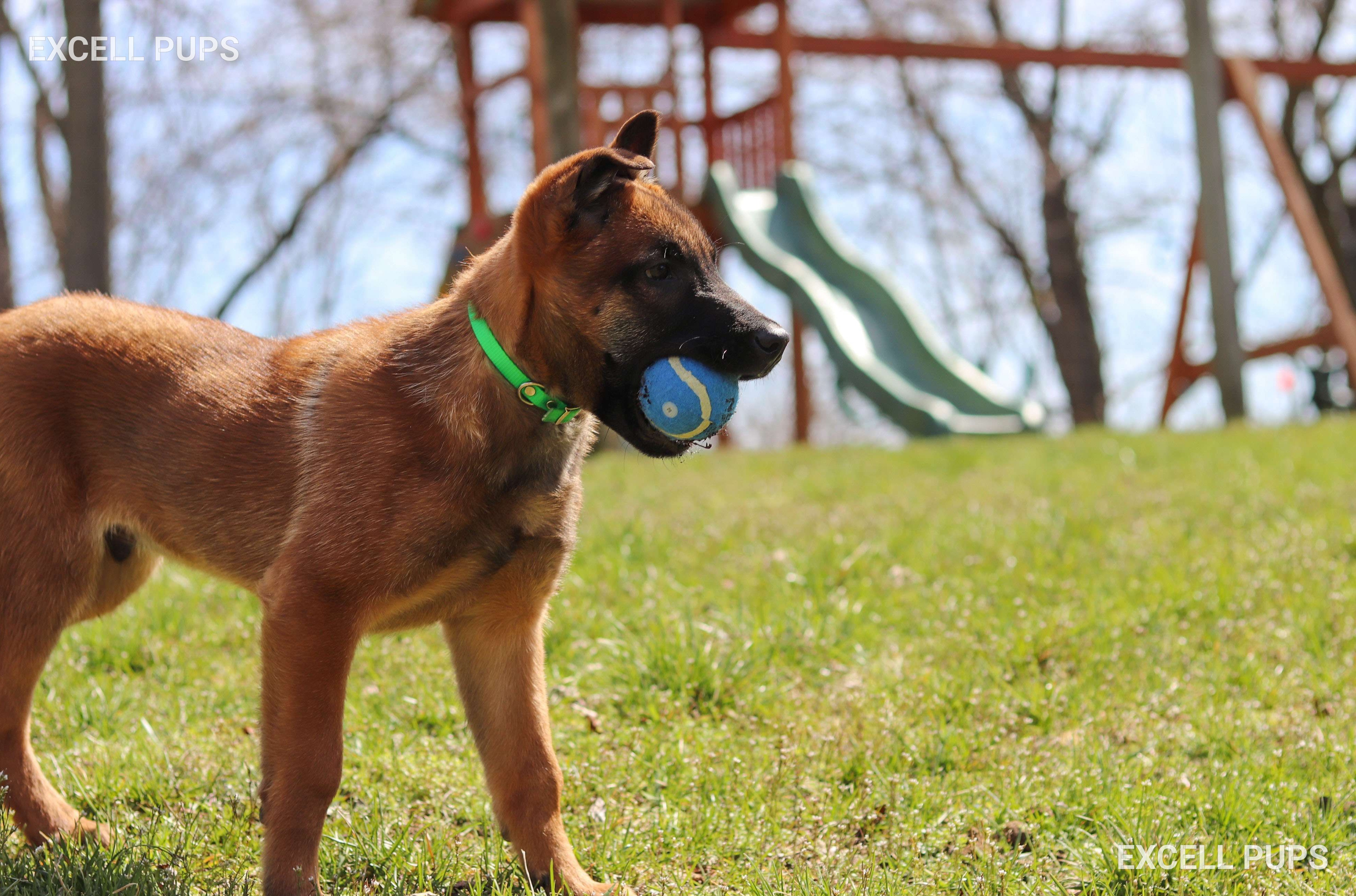 Easton - Belgian Malinois puppy